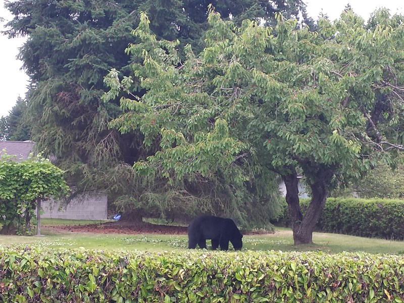 Bear in Powell River