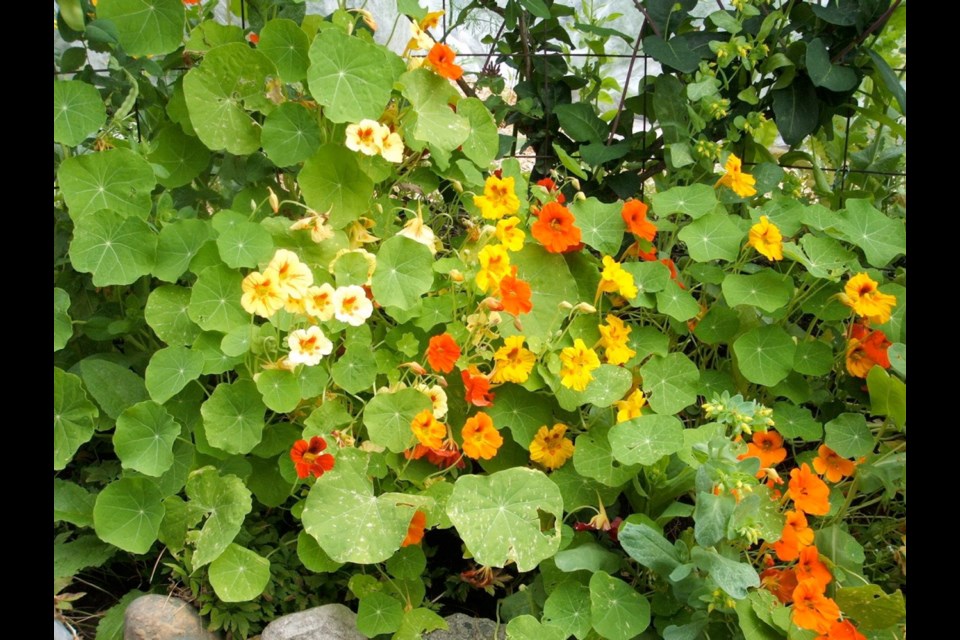 Nasturtiums create cheerful masses of leaves and flowers and are easy-growers suitable for children's gardens.