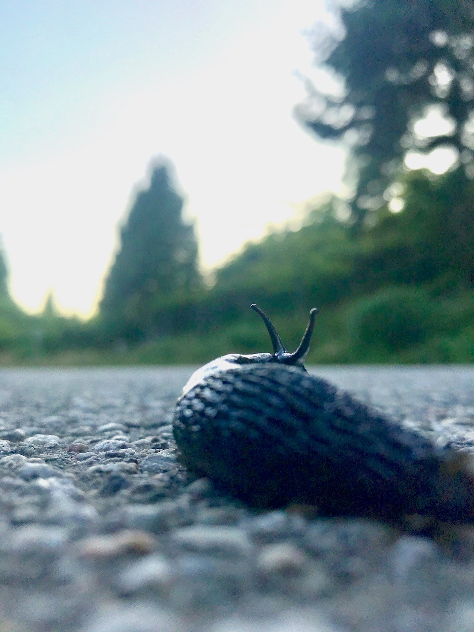A slug enjoys a Bowen summer evening.