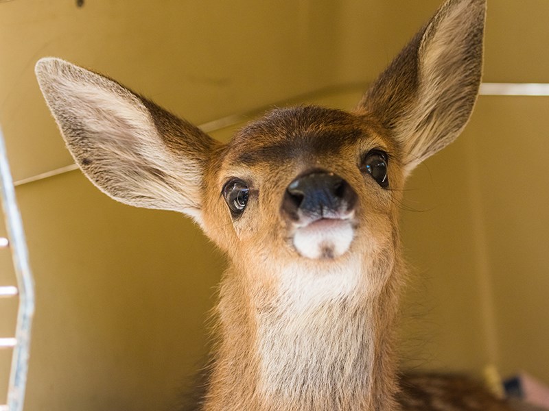 Powell River Orphaned Wildlife Society