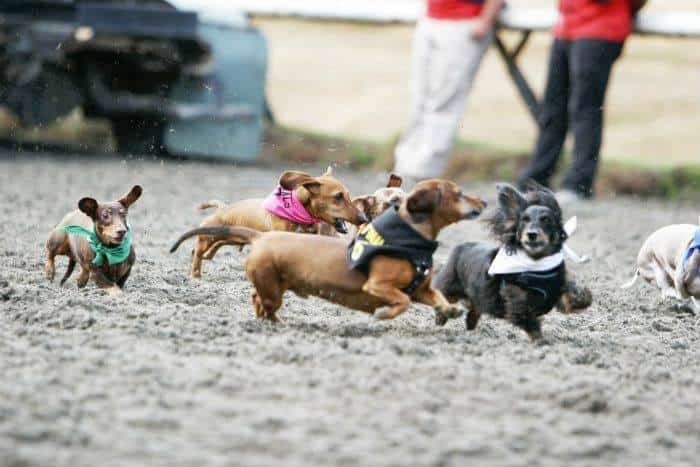 weiner dog races