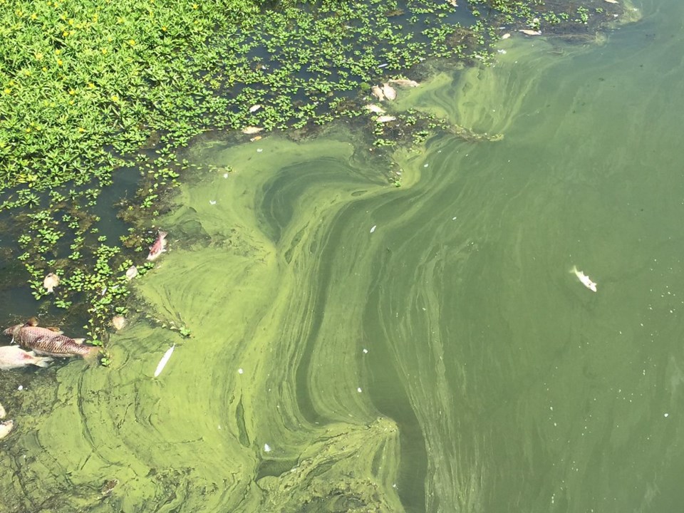 blue-green-algae_7152019.jpg