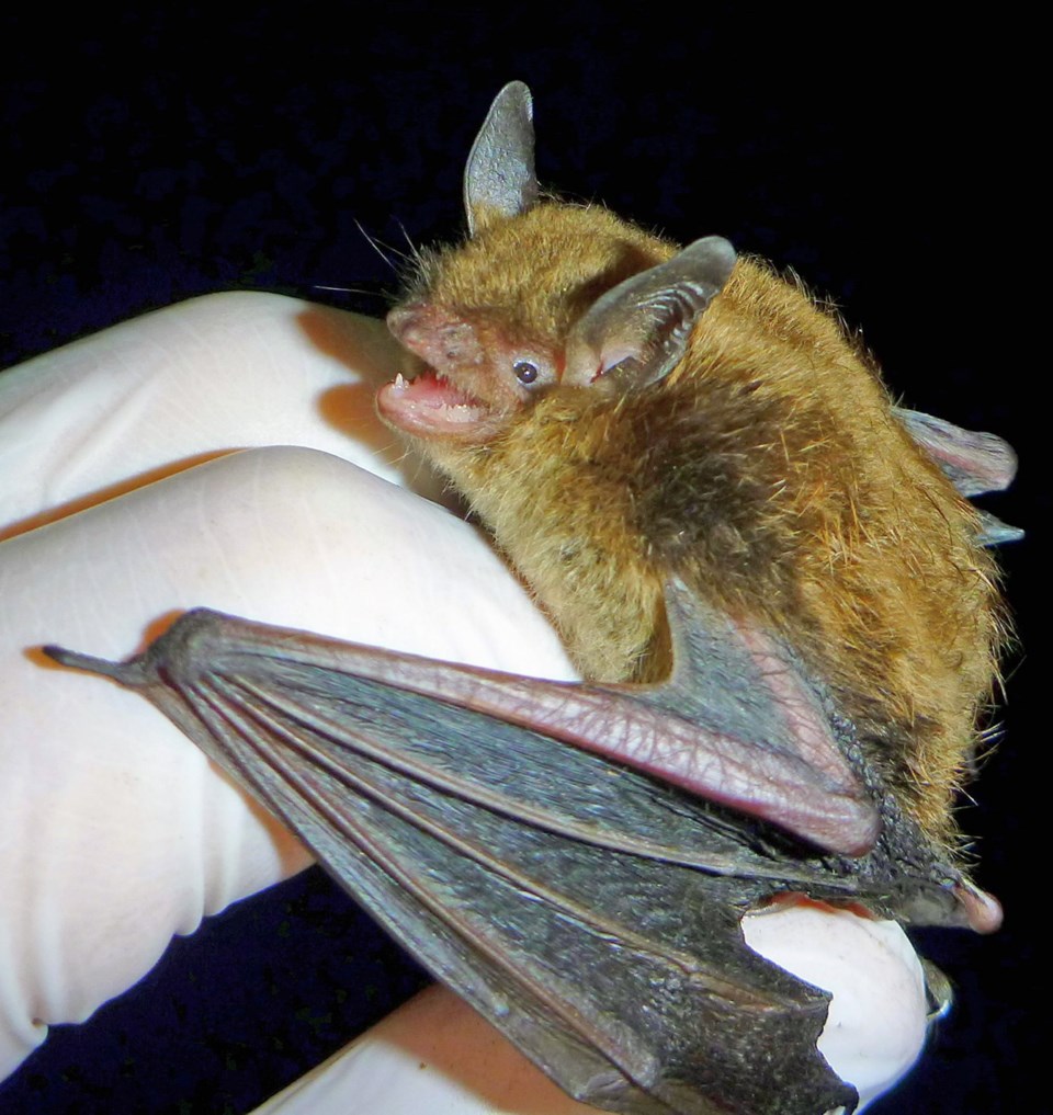 Little Brown Myotis010261.jpg