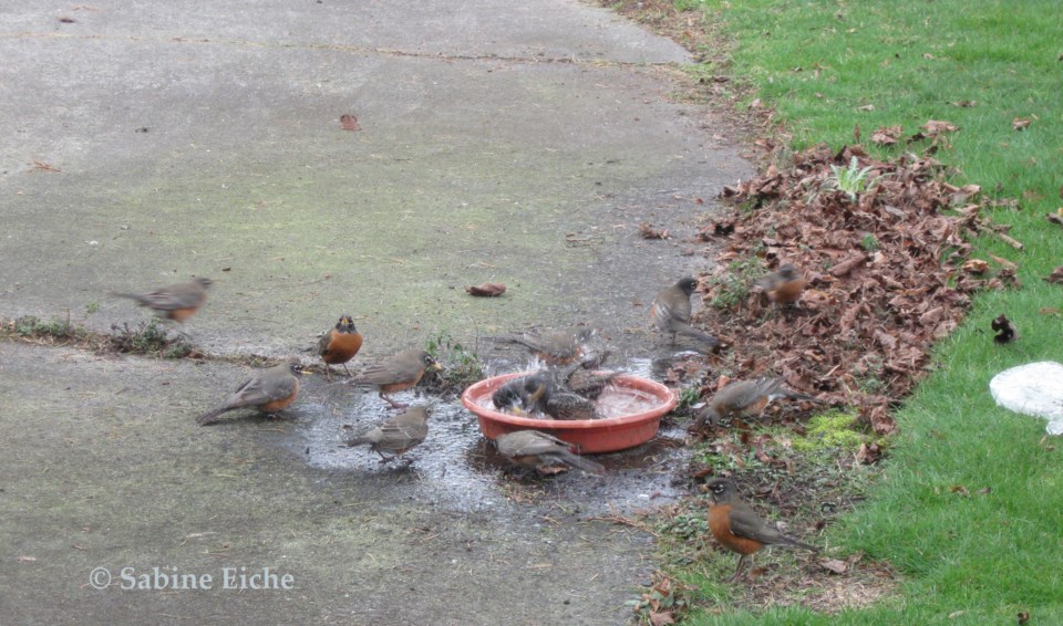 Robins and starlings