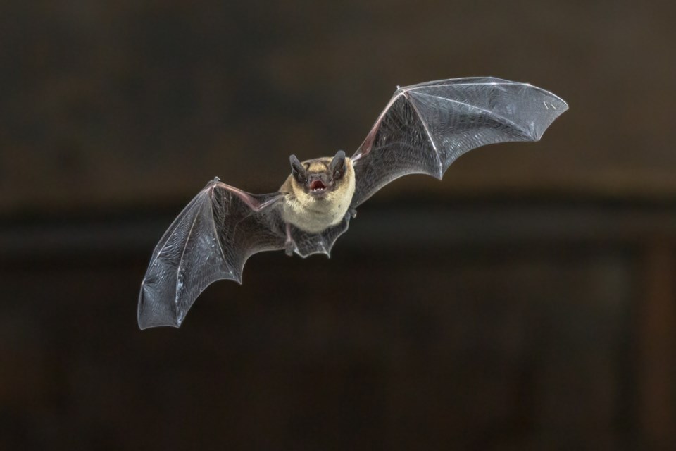 bat threat