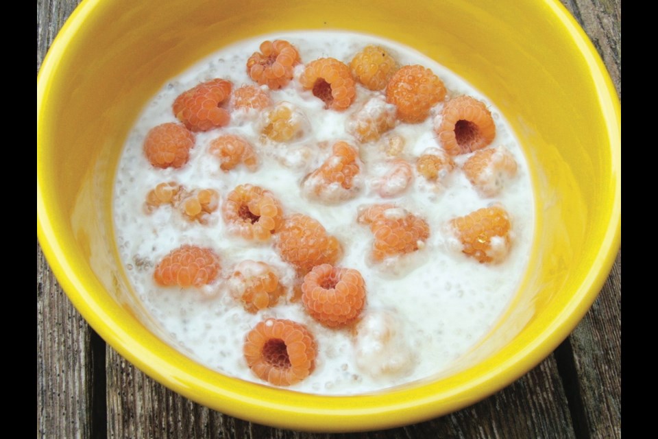 An easy dessert or snack can be made by adding fruit or berries such as these Fall Gold raspberries to coconut milk thickened with chia seeds.