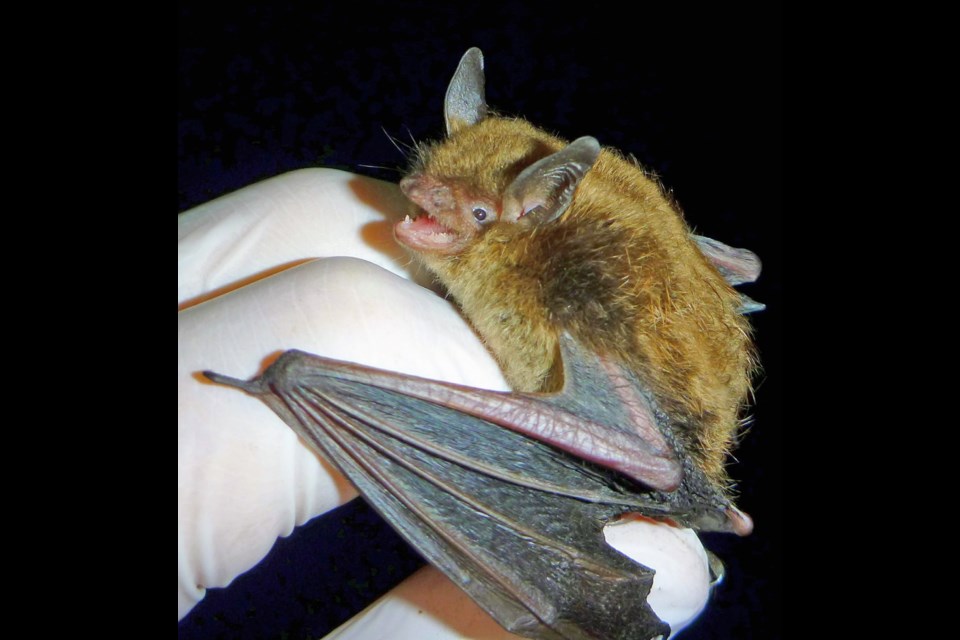 Little Brown Myotis is one species of bat found on Vancouver Island.