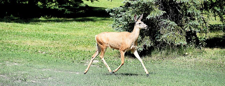 A deer spotted at the boat launch on River Road Monday afternoon. Citizen Photo by Brent Braaten