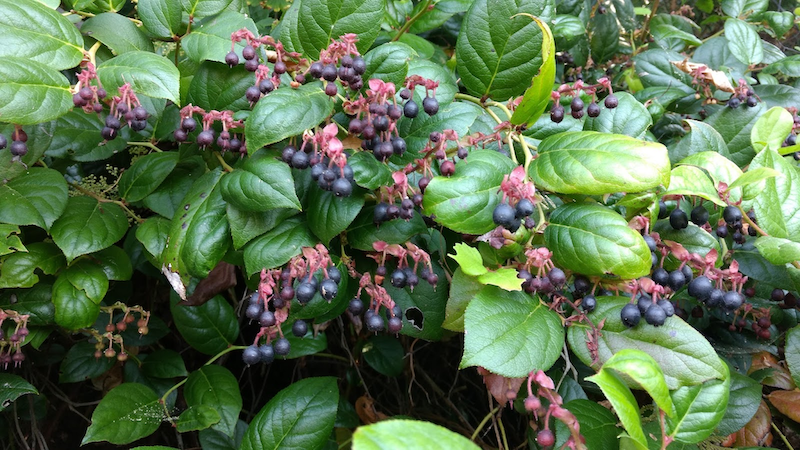 Salal berries ripen from mid-July through August.