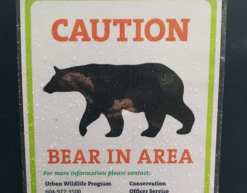 Bear at Coquitlam River Park