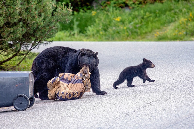 Port Moody bears