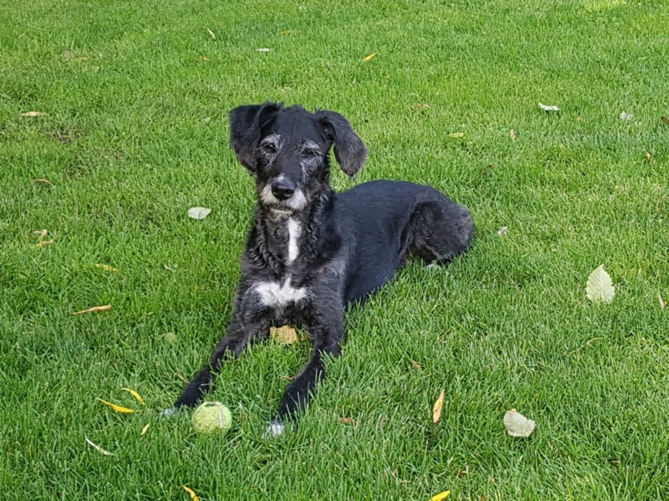 a3-0724-dog.jpg