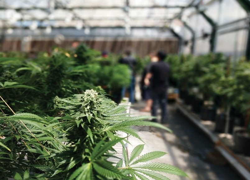 Greenhouse