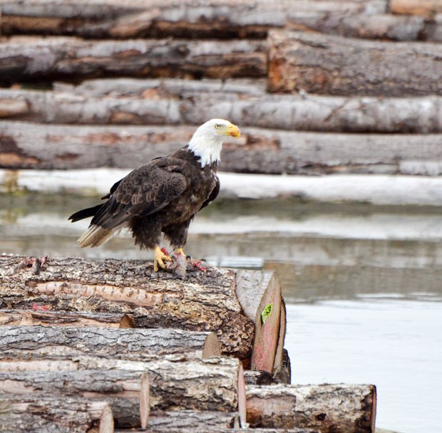 Bald Eagle