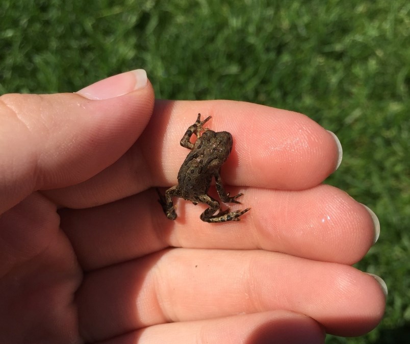 Western toads