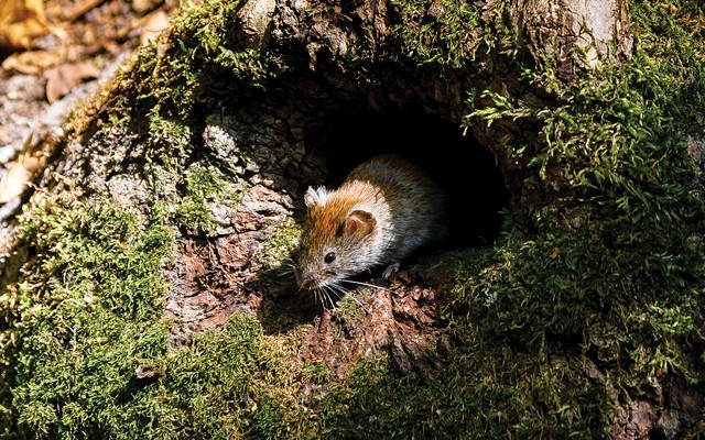 rat