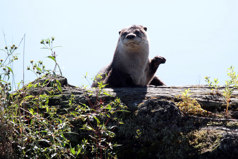 River otter along Widgeon Creek