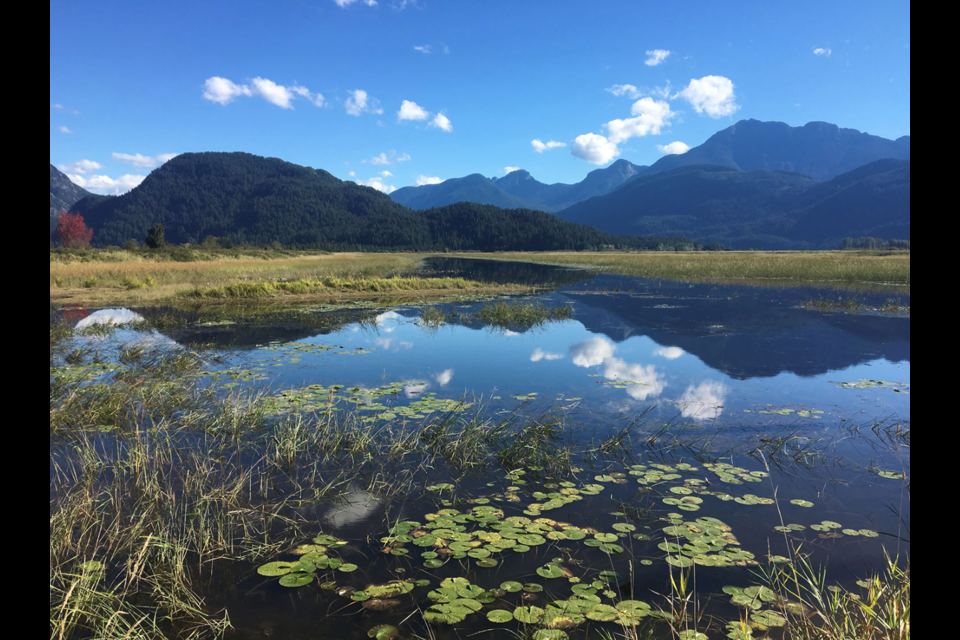 Widgeon Slough