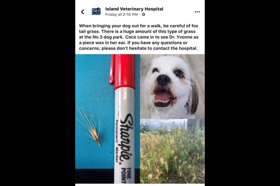 A local vet has warned dog owners about the grass at the off-leash park at No. 3 and Dyke roads. Photo submitted