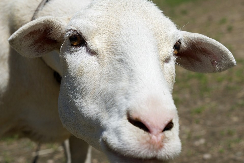 Twin Heart Animal Sanctuary launched a GoFundMe campaign to raise funds to help make the sanctuary safer and more comfortable for Shira, a blind sheep. Photo Diane Nicholson