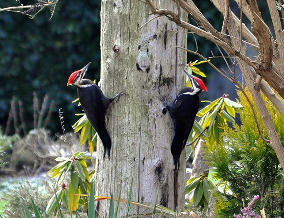 Woodpecker-Buddies-Columbia-Ave-Deborah-Bayley