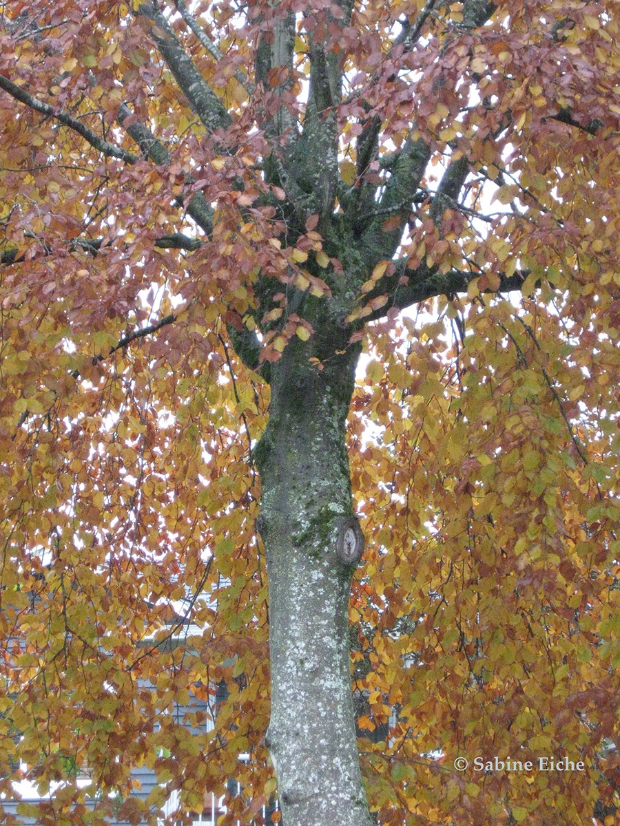 Copper Beech