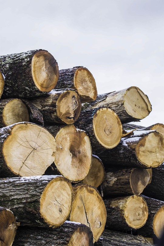 sawmill-curtailments.02_812.jpg