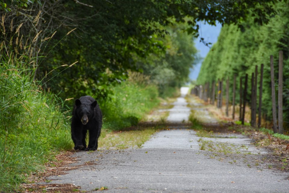 A bear slowly walks down the road toward the Minnekhada Regional Park entrance.