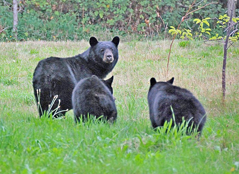 Family of bears