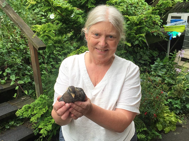 Powell River Orphaned Wildlife Society president Merrilee Prior