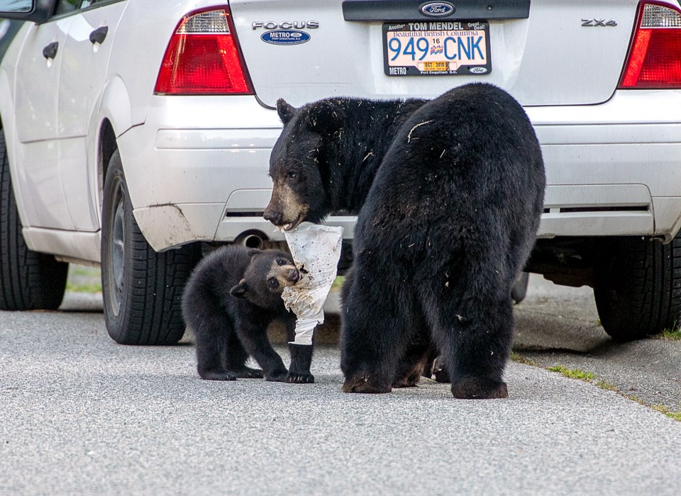 Bears root through trash in the Heritage Mountain neighbourhood