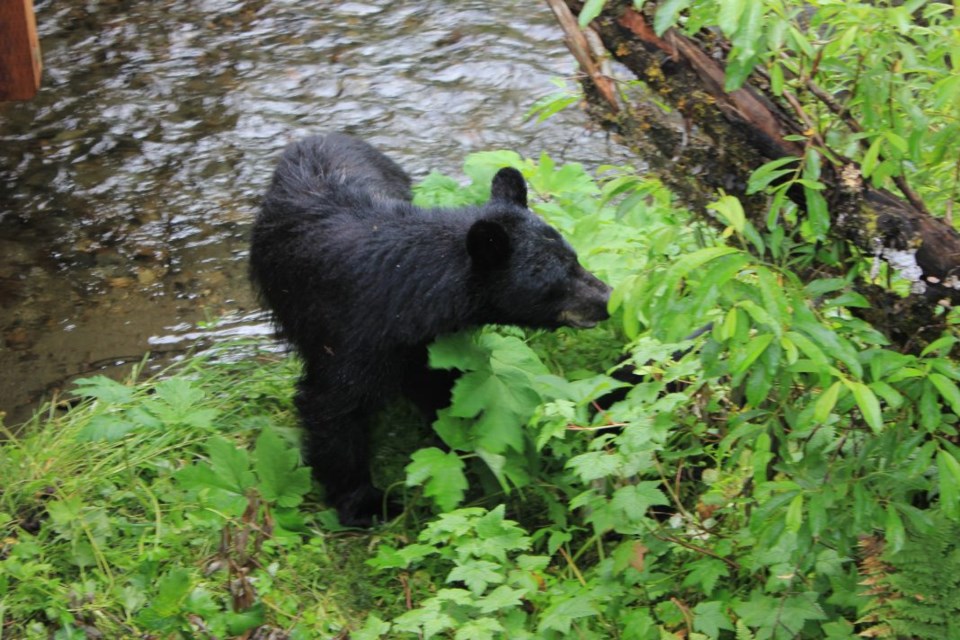 Encounter with bears offers fresh, more spiritual view of life