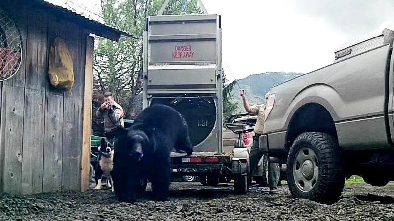 Officer Nick Jorg releases a bruin from a bear trap with his canine partner, Colter.