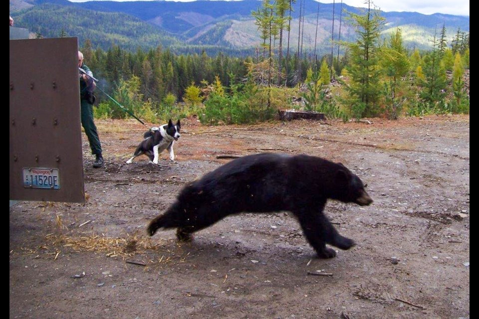 Now retired officer Bruce Richards releases a bear with his retired partner Mischka, the first Karelian bear dog in the program.