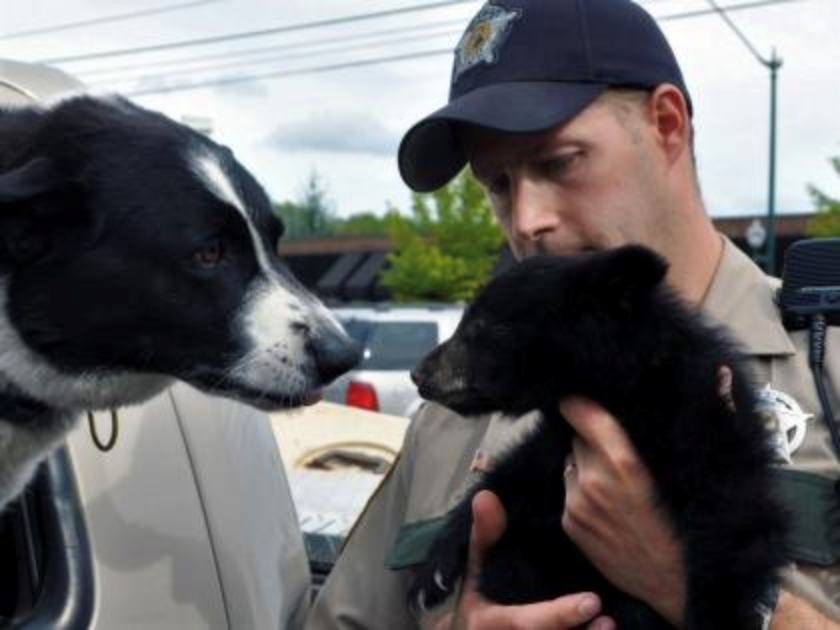 Karelian bear dog with a black bear cub