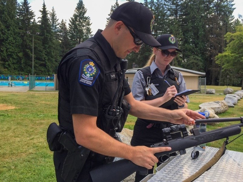 Conservation officers prepare to destroy a habituated bear in Mundy Park July 24, not far from the J