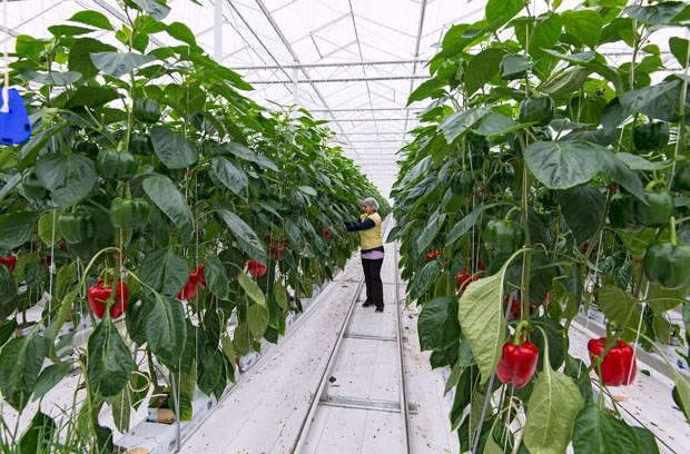 greenhouse