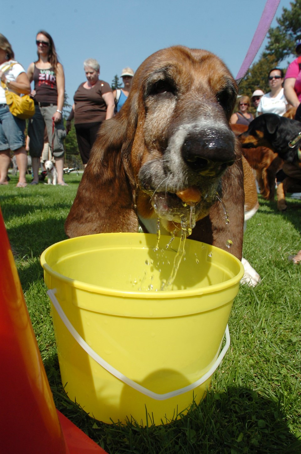 Doggy Fun Day, Queen's Park