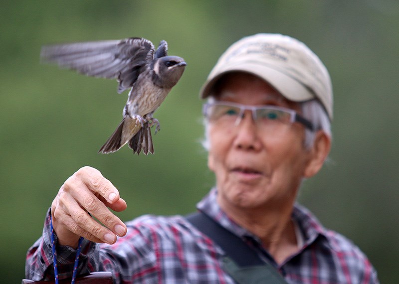MARIO BARTEL/THE TRI-CITY NEWS
A purple martin takes flight from the finger of Tri-City conservationist Kiyoshi Takahashi as it's released to the wild by Wildlife Rescue, which raised the bird from a nestling that had been abandoned in a boat at Salt Spring Island. Takahashi helped reinvigorate the local population of the once threatened bird by building nesting boxes at the east end of Port Moody Inlet.