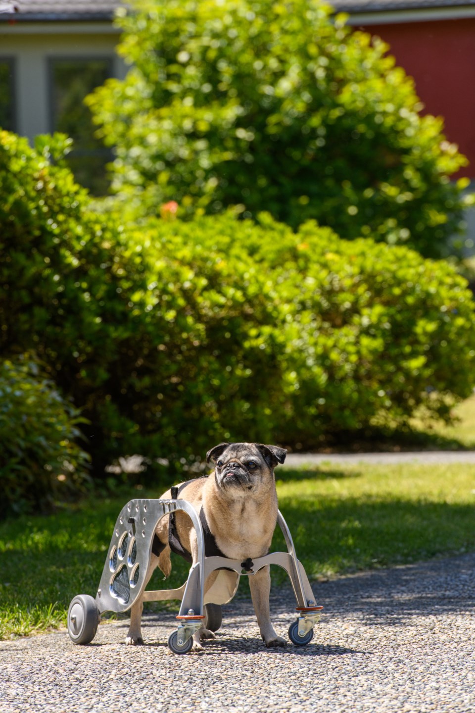 BCIT-Dog Wheelchair 22.jpg