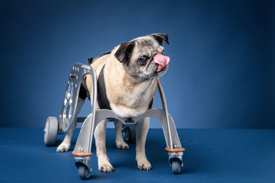 BCIT-Dog Wheelchair 29.JPG