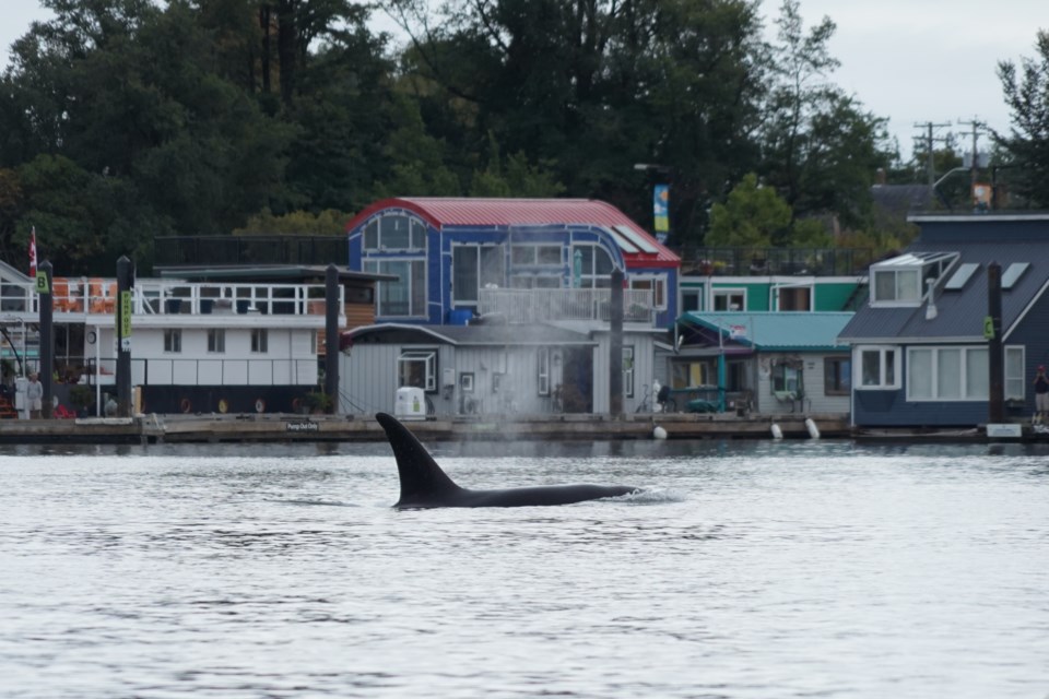 A transient killer whale was spotted near Fisherman's Wharf on Friday, Aug. 9, 2019.