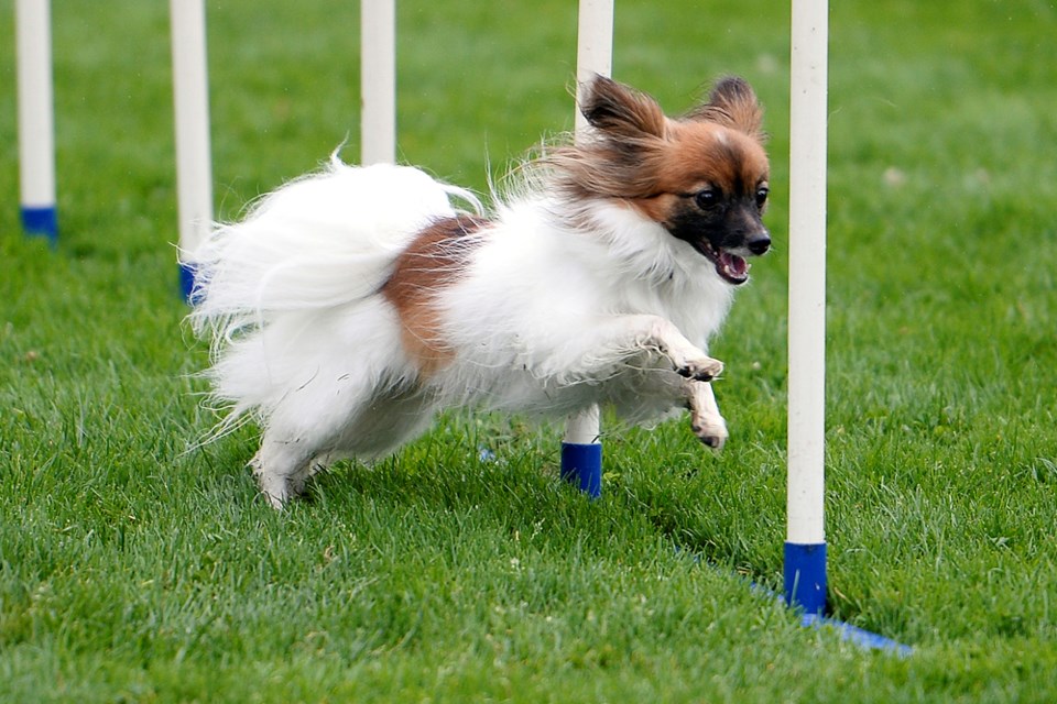 Kizzy, a four-year-old papillon, runs the agility course.