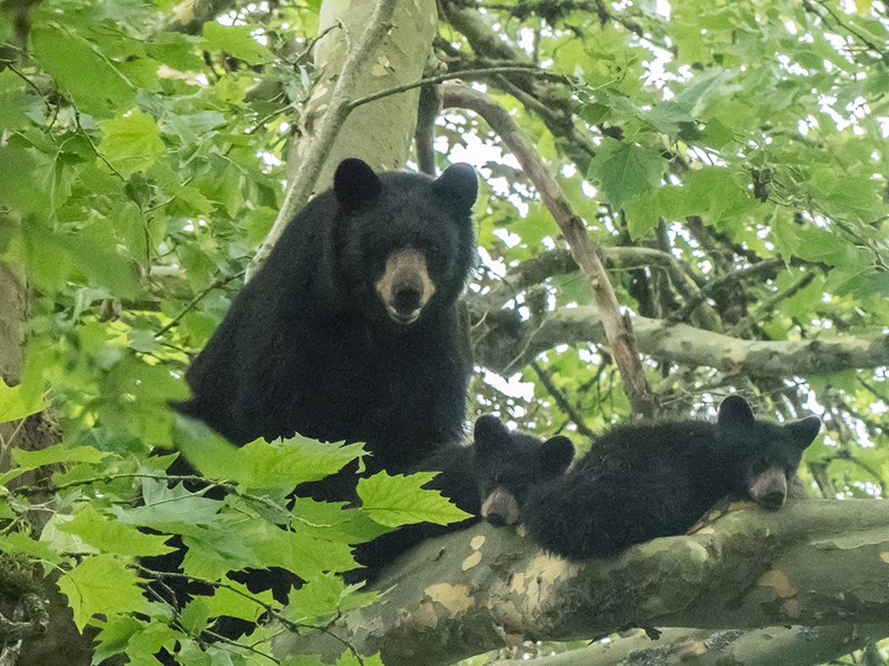 Bears in the wild