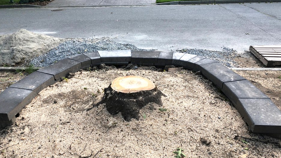 oak tree cut down in burnaby tree cutting