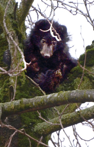 bear in tree