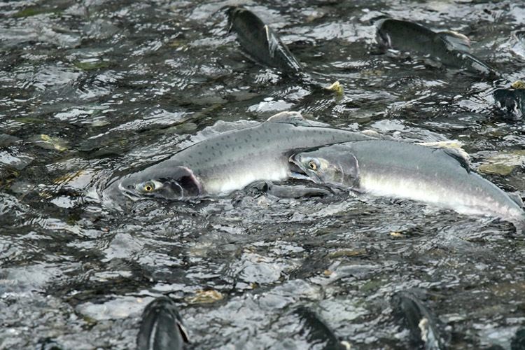 sockeye.15_8142019.jpg