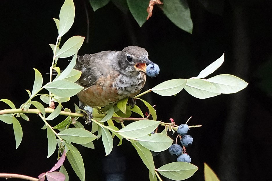 This robin is dining on blueberries in the Burnaby backyard of Glen Govier. Glen Govier photo