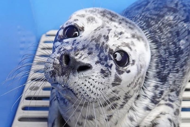 Seal Pup