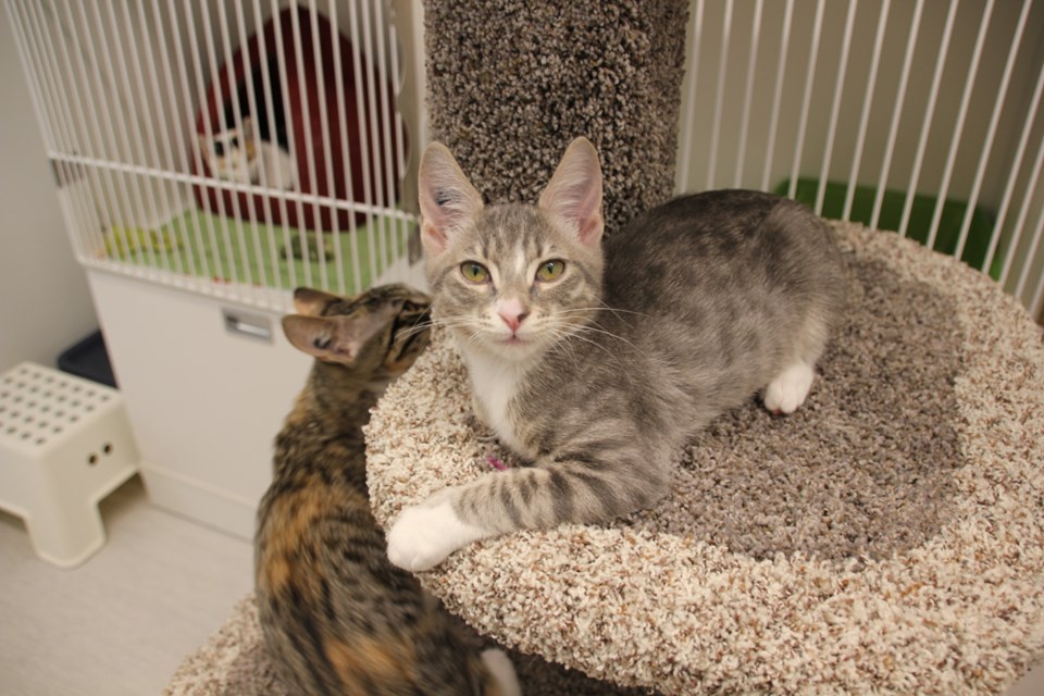 The new Sea to Sky SPCA facility features three separate cat rooms. All animals pictured are up for adoption.